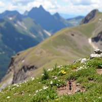 Ant walking in a mountain 