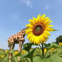 Girasol desnuda