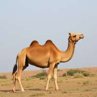 camel sex in vaha