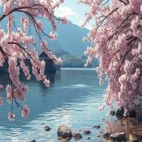 sakura and water